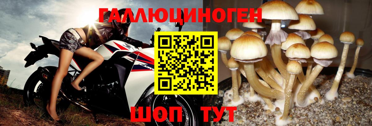 Псилоцибиновые грибы Котовск